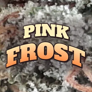 Pink Frost Cannabis Strain