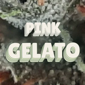 Pink Gelato Cannabis Strain