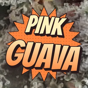 Pink Guava Cannabis Strain