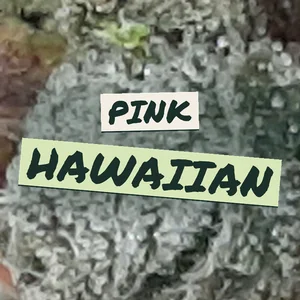 Pink Hawaiian Cannabis Strain