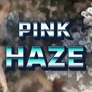 Pink Haze Cannabis Strain