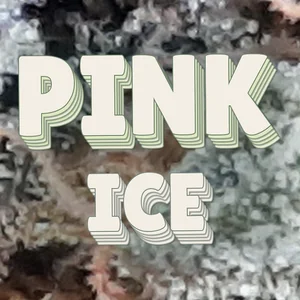 Pink Ice Cannabis Strain