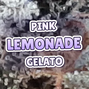 Pink Lemonade Gelato Cannabis Strain