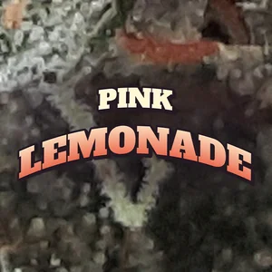 Pink Lemonade Cannabis Strain