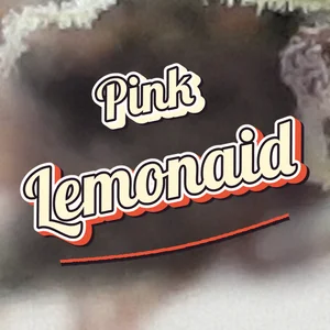 Pink Lemonaid Cannabis Strain