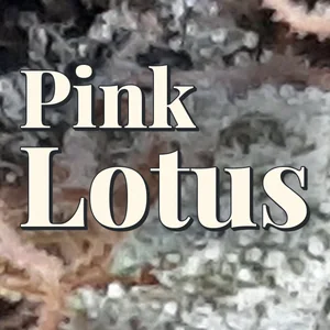 Pink Lotus Cannabis Strain