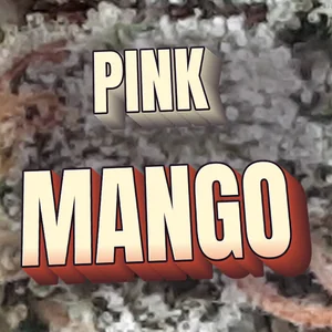 Pink Mango Cannabis Strain