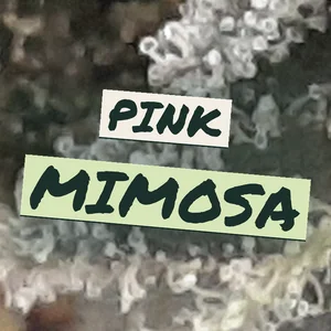 Pink Mimosa Cannabis Strain