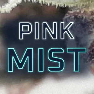 Pink Mist Cannabis Strain