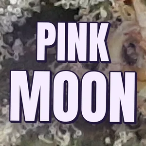 Pink Moon Cannabis Strain