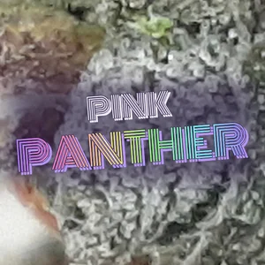Pink Panther Cannabis Strain