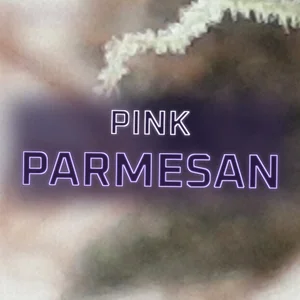 Pink Parmesan Cannabis Strain