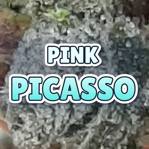 Pink Picasso Cannabis Strain