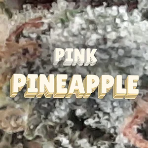 Pink Pineapple Cannabis Strain