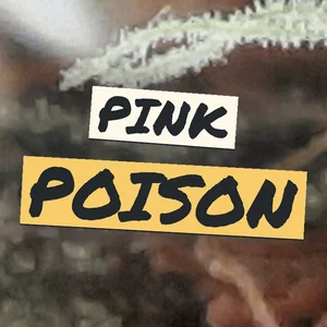 Pink Poison Cannabis Strain