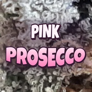 Pink Prosecco Cannabis Strain