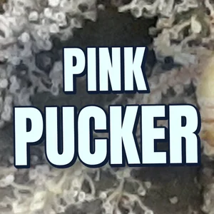 Pink Pucker Cannabis Strain
