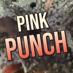 Pink Punch Cannabis Strain