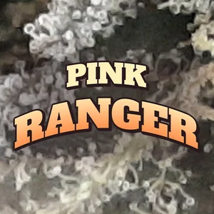 Pink Ranger Cannabis Strain
