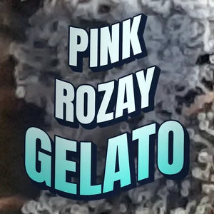 Pink Rozay Gelato Cannabis Strain