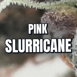 Pink Slurricane Cannabis Strain
