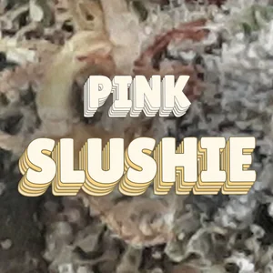 Pink Slushie Cannabis Strain