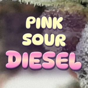 Pink Sour Diesel Cannabis Strain