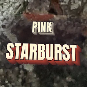 Pink Starburst Cannabis Strain