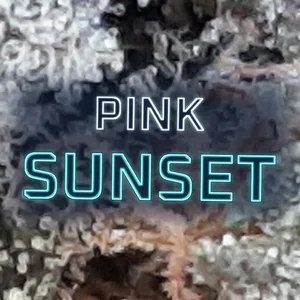 Pink Sunset Cannabis Strain