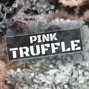 Pink Truffle Cannabis Strain
