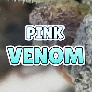 Pink Venom Cannabis Strain