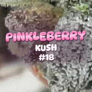 Pinkleberry Kush #18 Cannabis Strain