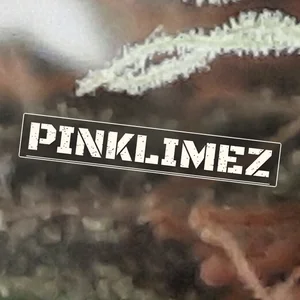 PinkLimez Cannabis Strain