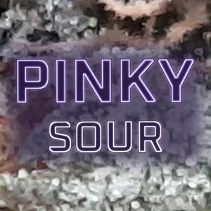 Pinky Sour Cannabis Strain