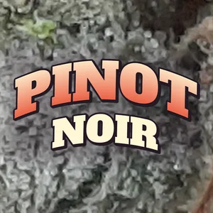 Pinot Noir Cannabis Strain