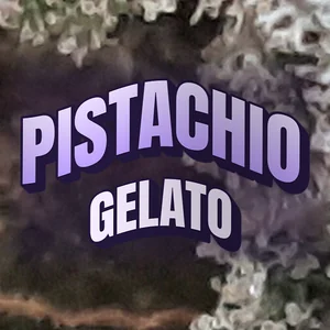 Pistachio Gelato Cannabis Strain