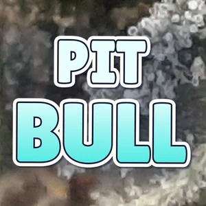 Pit Bull Cannabis Strain