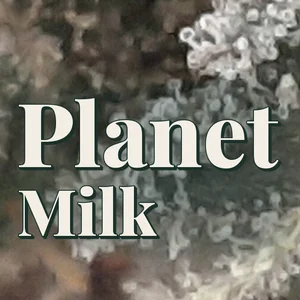 Planet Milk Cannabis Strain