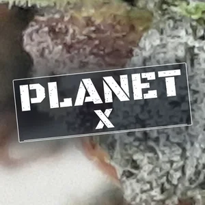 Planet X Cannabis Strain