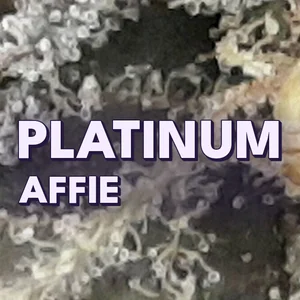 Platinum Affie Cannabis Strain
