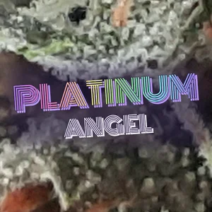 Platinum Angel Cannabis Strain