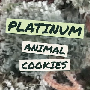 Platinum Animal Cookies Cannabis Strain