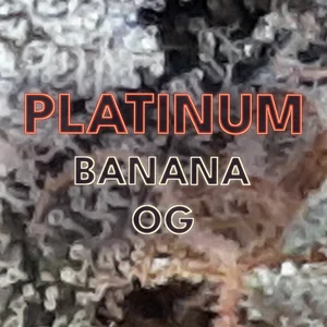 Platinum Banana OG Cannabis Strain