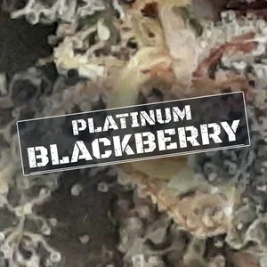 Platinum Blackberry Cannabis Strain