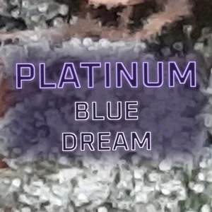 Platinum Blue Dream Cannabis Strain