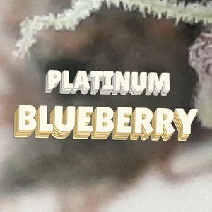 Platinum Blueberry Cannabis Strain