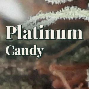 Platinum Candy Cannabis Strain