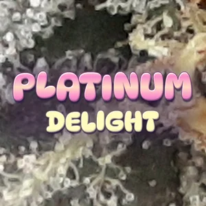 Platinum Delight Cannabis Strain