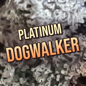 Platinum Dogwalker Cannabis Strain