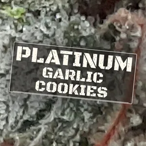 Platinum Garlic Cookies Cannabis Strain